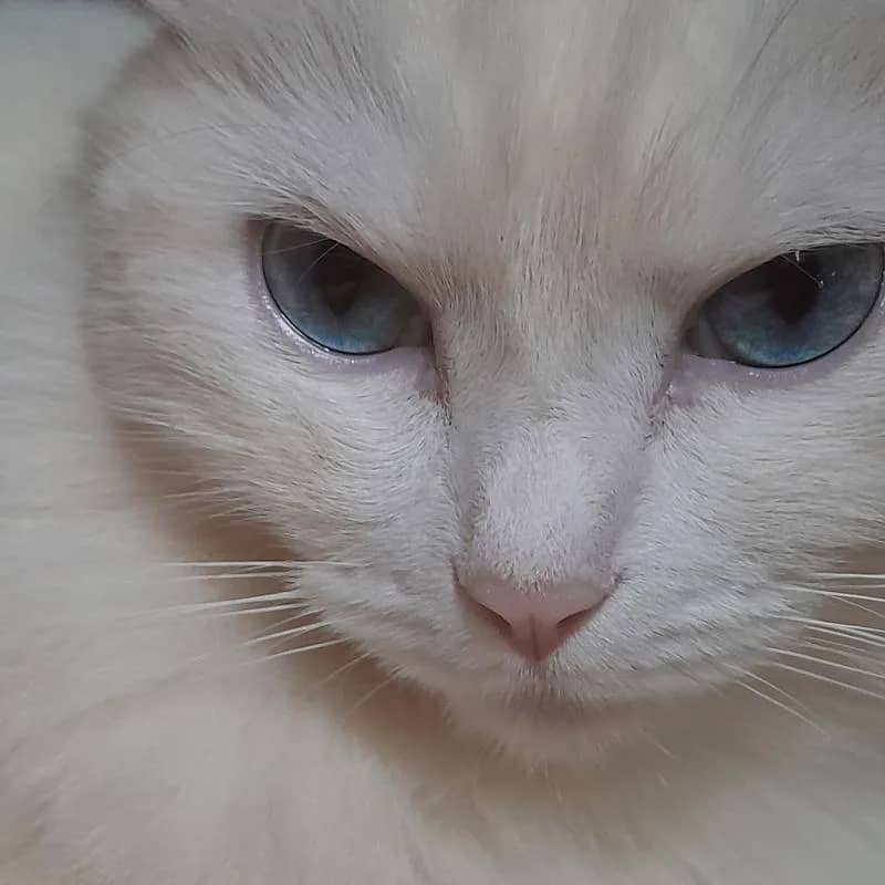 Imagem da campanha Rifa Solidária