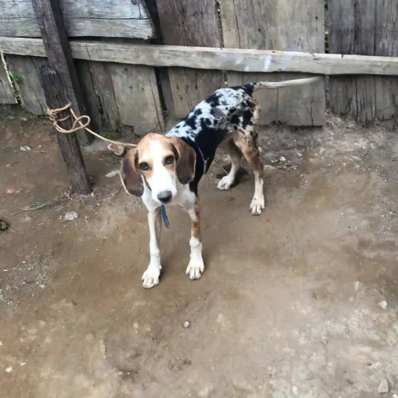 Imagem da campanha Filhote de cachorra americana