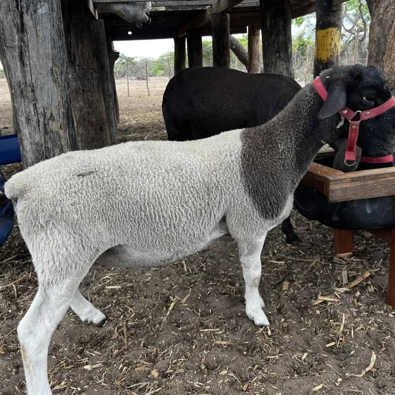 Imagem da campanha Rifa de um Lindo Carneiro dorper ou 3.000 No PIX