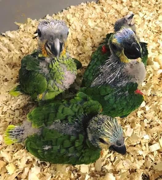 Imagem da campanha Rifa do Papagaio, ou 500$ no pix.