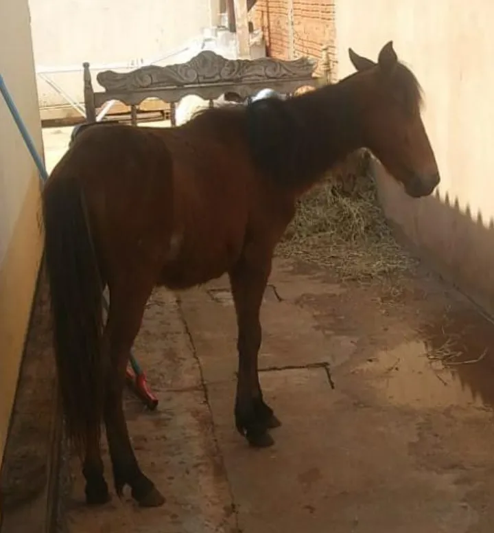 Imagem da campanha Rifa do Raul