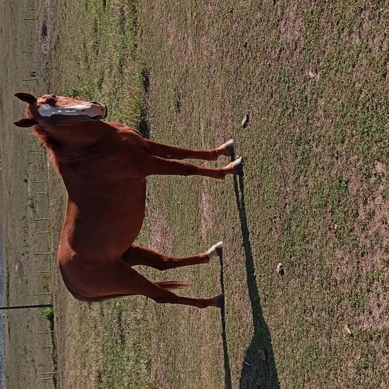 Imagem da campanha Cavalo de boi