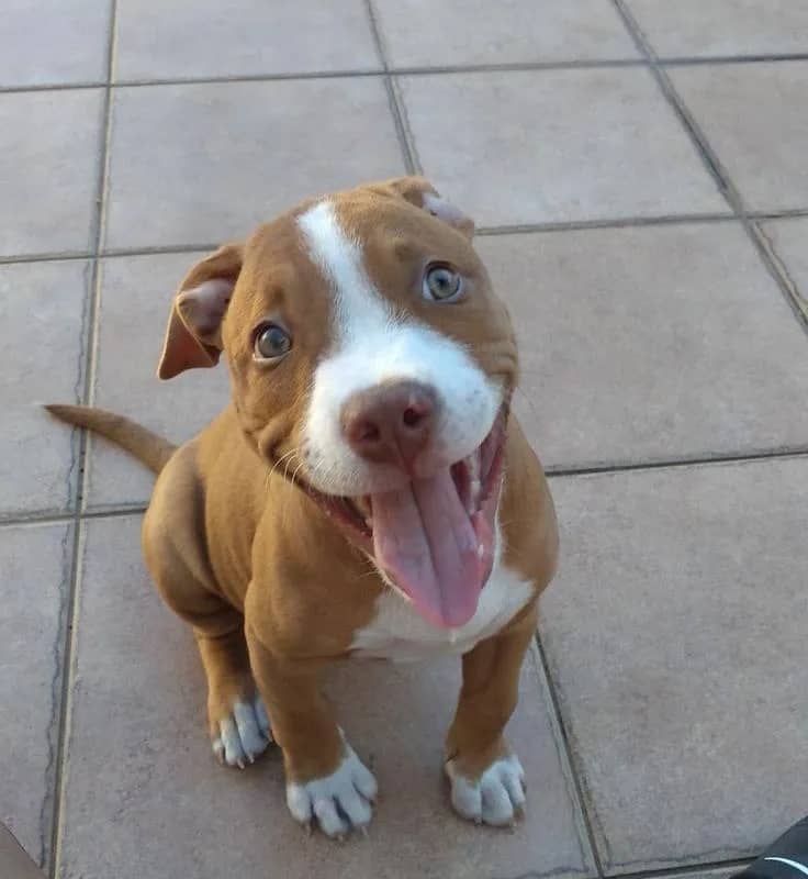 Imagem da campanha Filhote de Pitbull por R$0,89