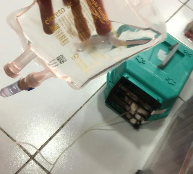 Imagem da campanha Ajuda pra DINAH