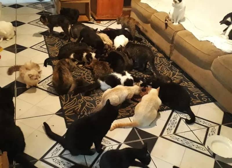 Imagem da campanha AJUDE OS GATINHOS COMPRANDO RIFAS      PREMIO E DE 100 REIAS