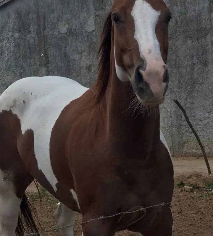 Imagem da campanha Cavalo