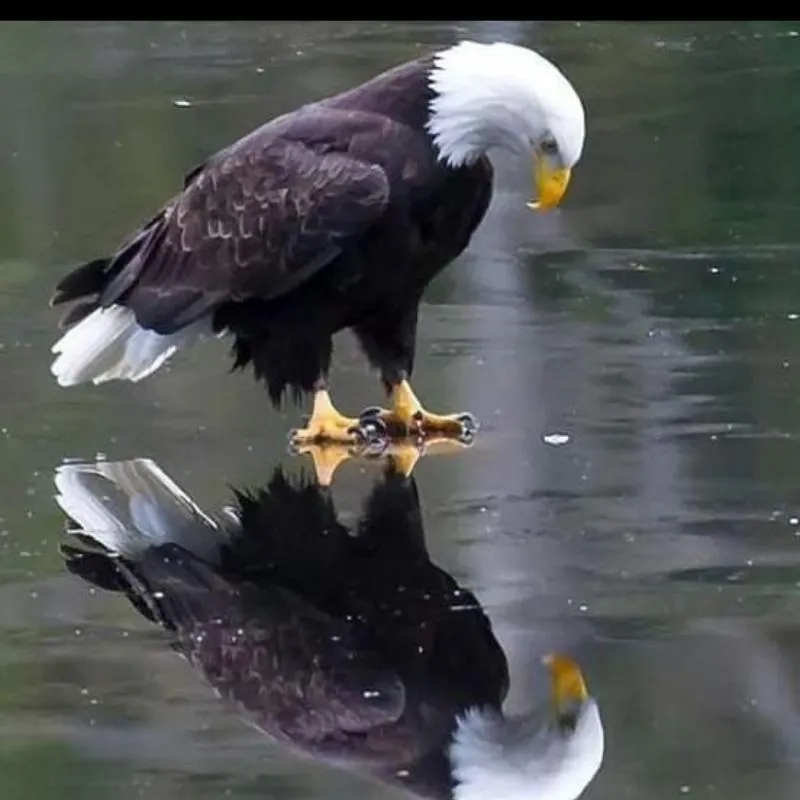 Imagem da campanha Fabio rifas