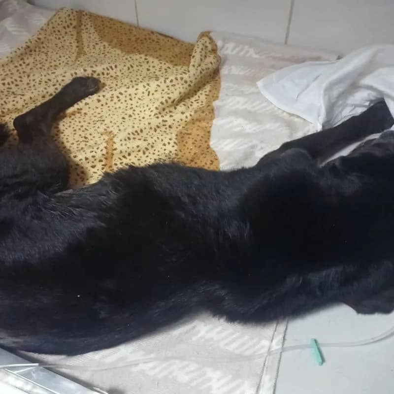 Imagem da campanha Ajude a Pandorinha