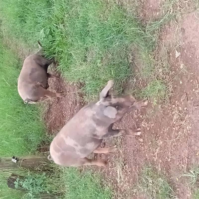 Imagem da campanha Leitoa Caipira