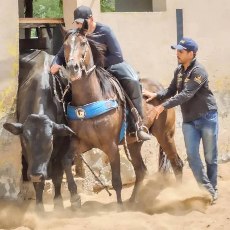 Imagem da campanha Aulas de equitação e vaquejada