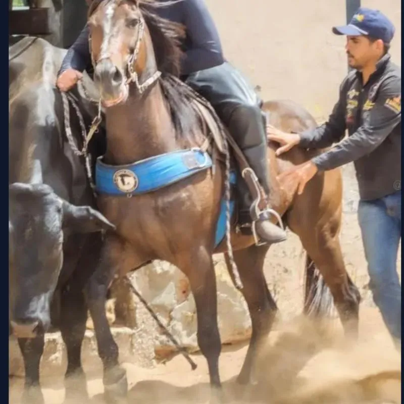 Imagem da campanha 10 aulas de equitação e vaquejada