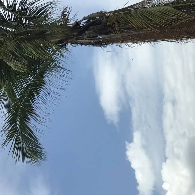 Imagem da campanha Ação da ruivinha