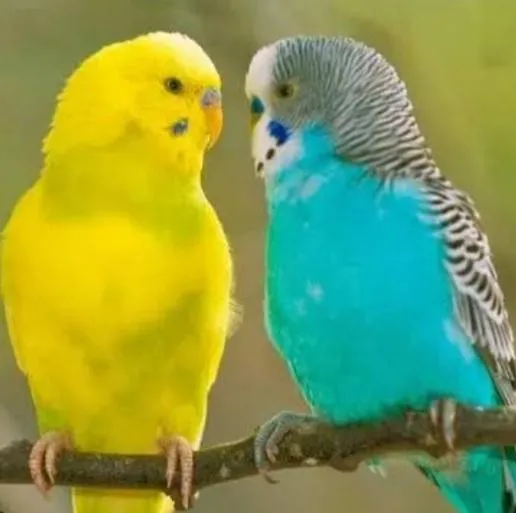 Imagem da campanha Rifa da CASA DAS RAÇÕES E AVES concorrendo a1 casal de periquito australiano