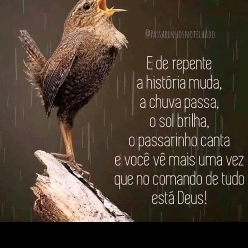 Imagem da campanha Rifa do Bima