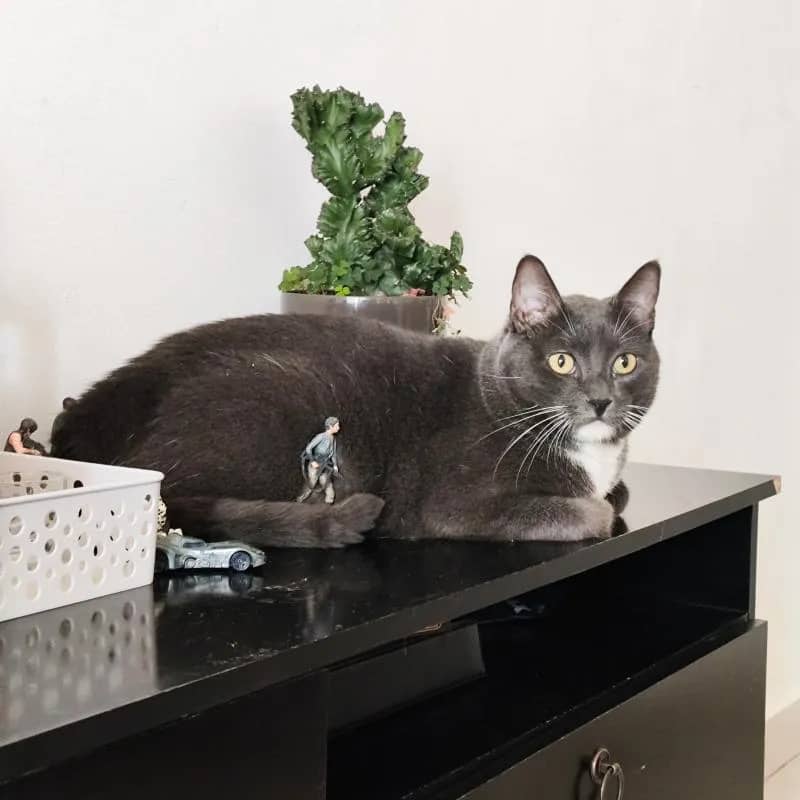 Imagem da campanha Belica