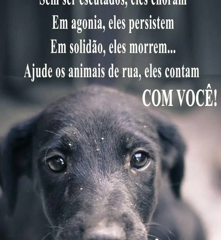 Imagem da campanha Rifa em prol aos animais de rua
