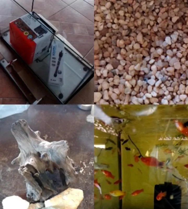 Imagem da campanha RIFA AQUARISMO  🐠🏺🐡