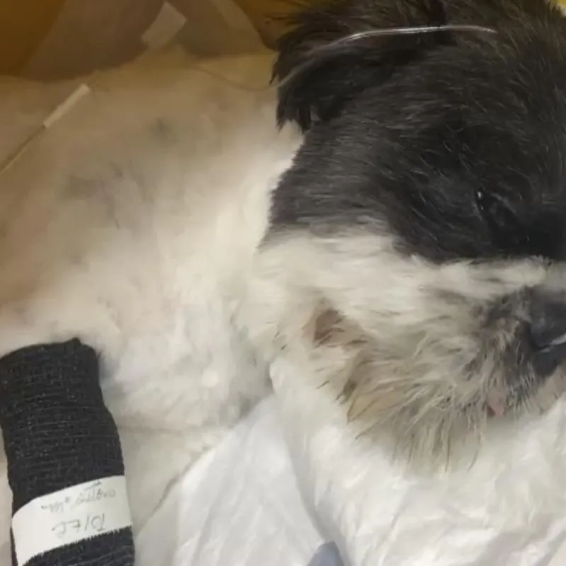 Imagem da campanha #BoraSalvarBilly