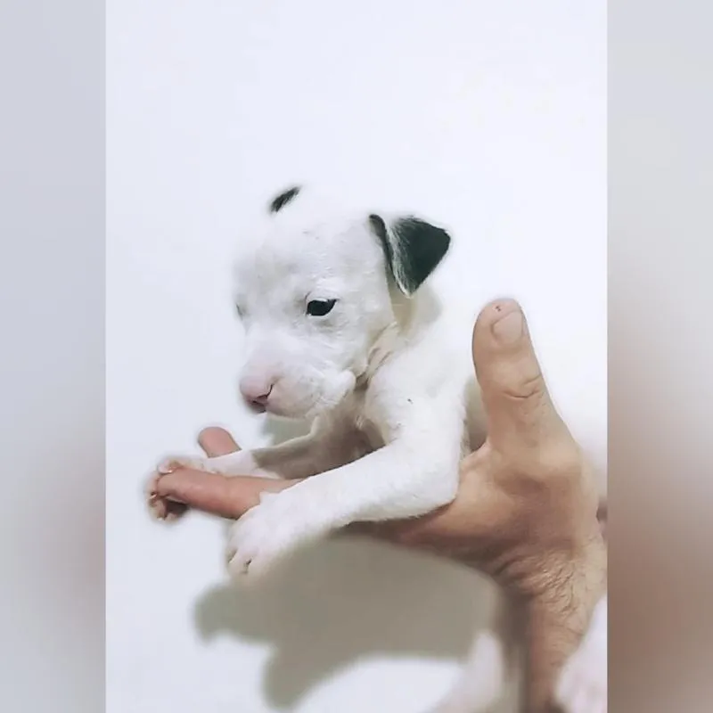 Imagem da campanha Filhotao do K.R.K