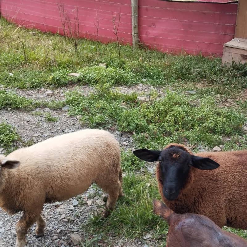 Imagem da campanha Rifa casal ovelha texel 5 meses