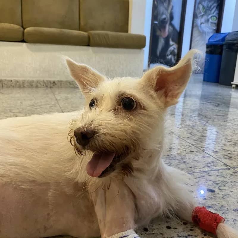 Imagem da campanha Ajude a Pluminha