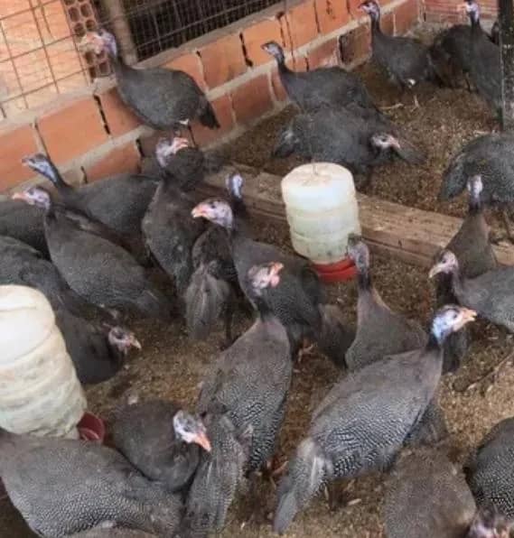 Imagem da campanha QUINTAL DE CASA PREMIAÇÕES