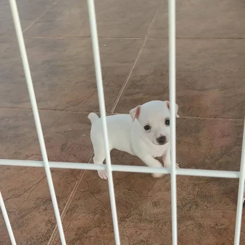 Imagem da campanha Ajudar uma família em Emergência