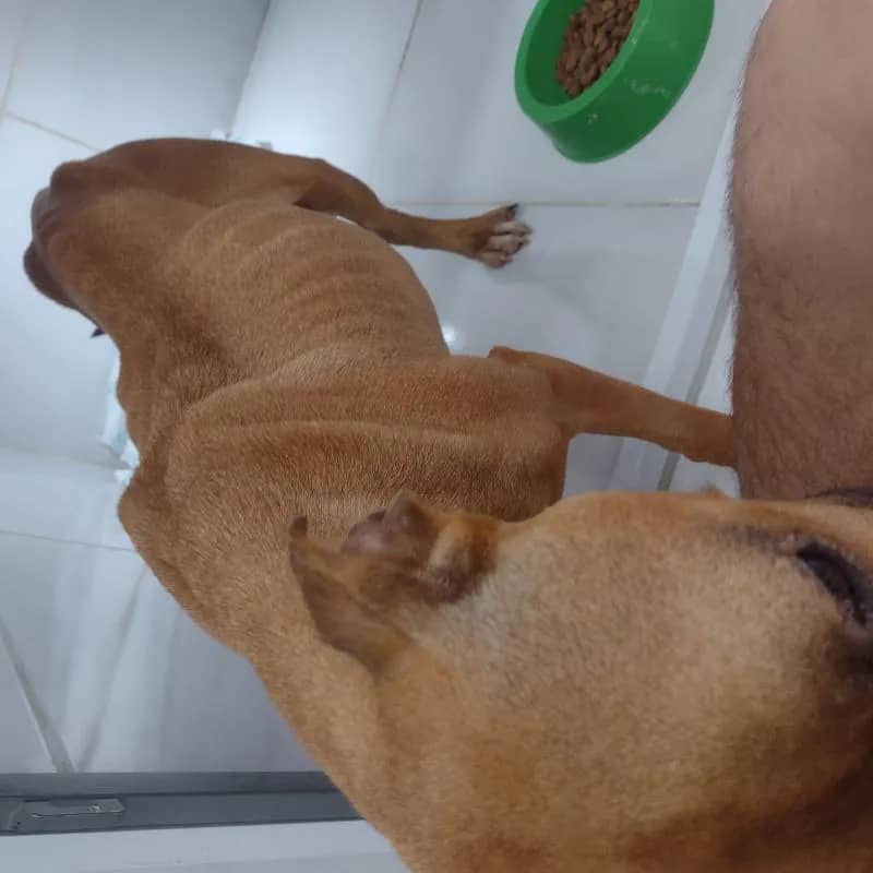 Imagem da campanha Ação beneficente para Athena