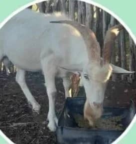 Imagem da campanha Rifa da  Dulcy