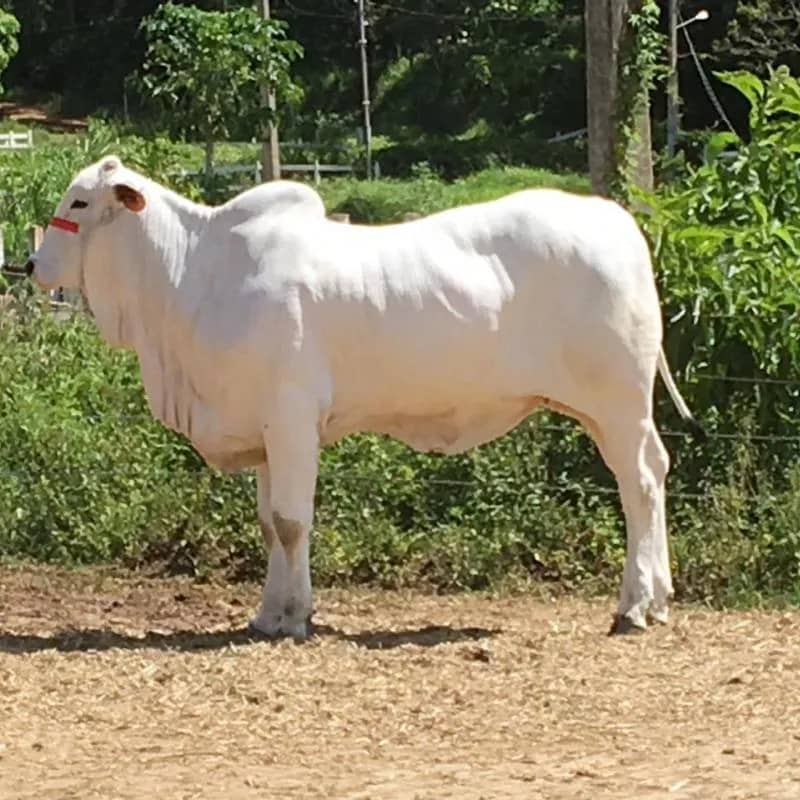 Imagem da campanha Bezerro nelore 5 meses