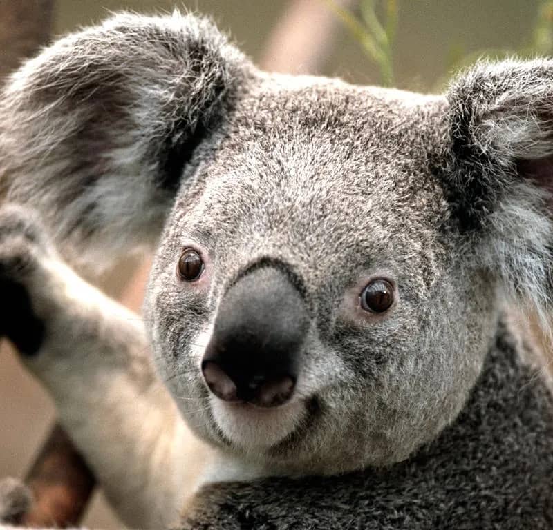 Imagem da campanha Ajuda para casa nova