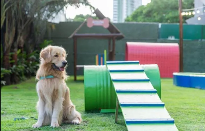 Imagem da campanha Criação de Um Espaço Dog Parque.
