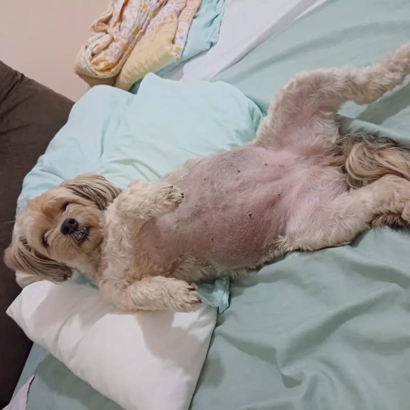 Imagem da campanha Ação do bem , vamos ajudar a pink a realizar sua cirurgia