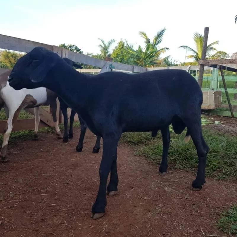 Imagem da campanha Rifa solidária em prol do tratamento de saúde de Daniel.