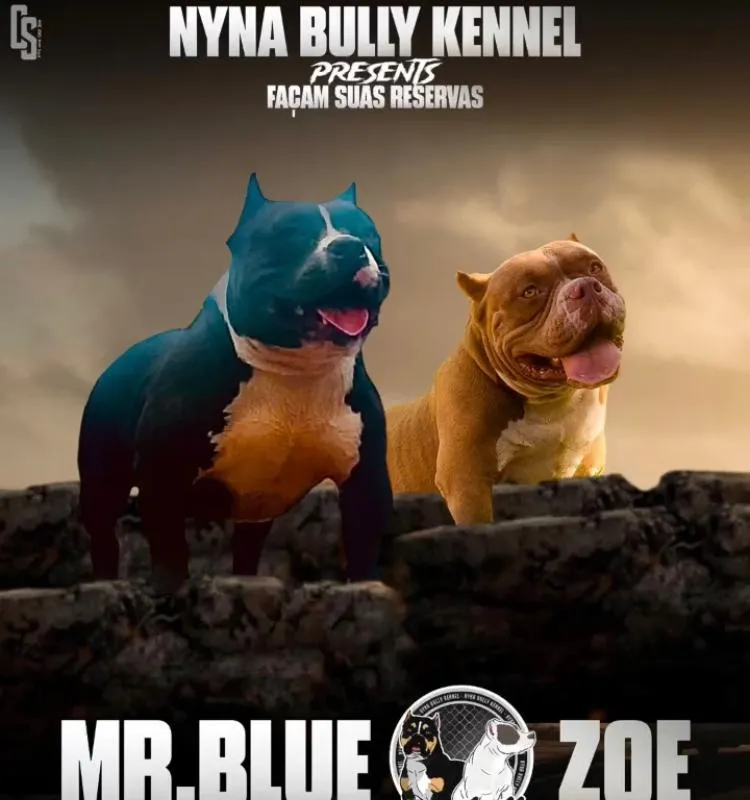 Imagem da campanha Filhote fêmea de American Bully - vacinados , vermifugados , frete Grátis