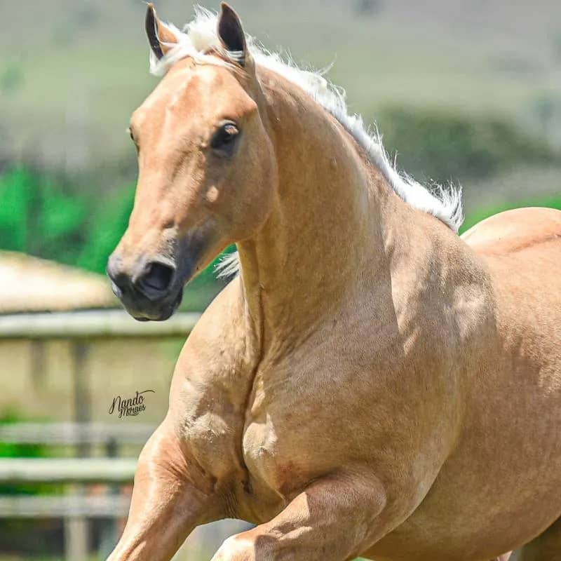 Imagem da campanha Gato Infinity HFL + 20 mil no Pix