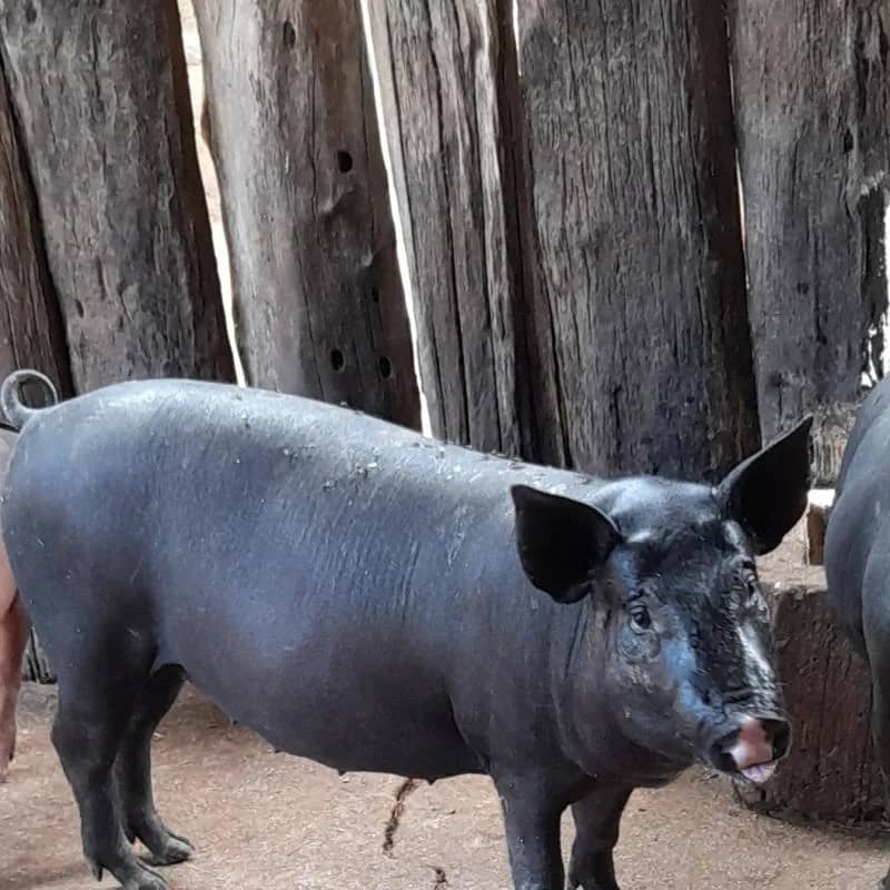 Imagem da campanha Rifa da Sirlene