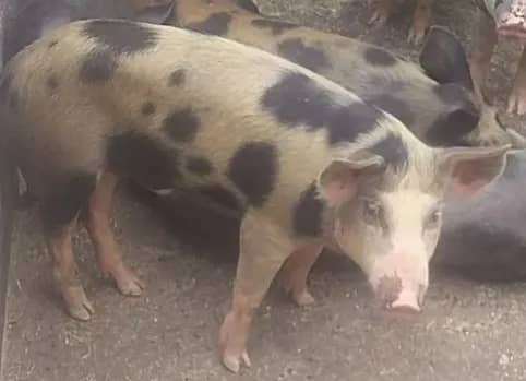 Imagem da campanha Tratamento médico / esposo