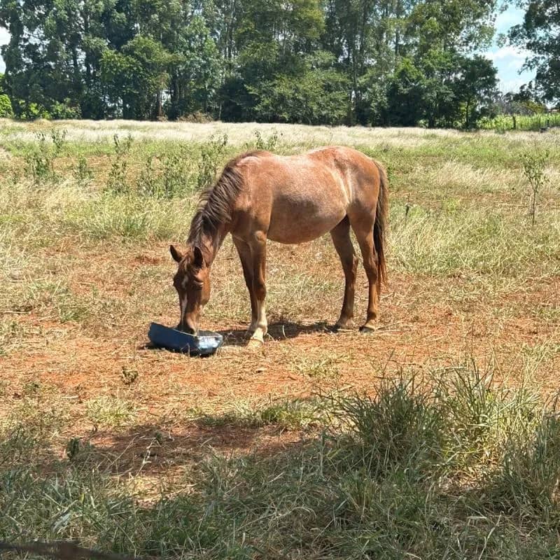 Imagem da campanha Rifa dos qm