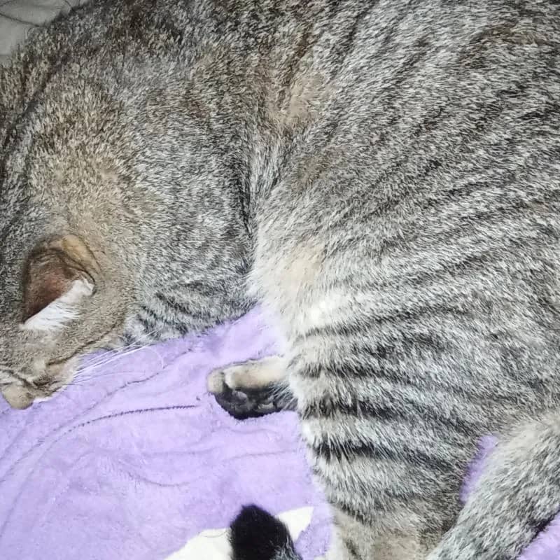 Imagem da campanha Gato