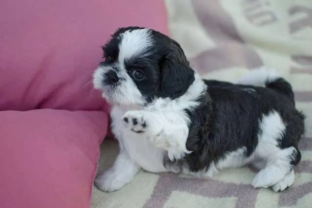 Imagem da campanha RIFA DE UM Shih-Tzu Macho