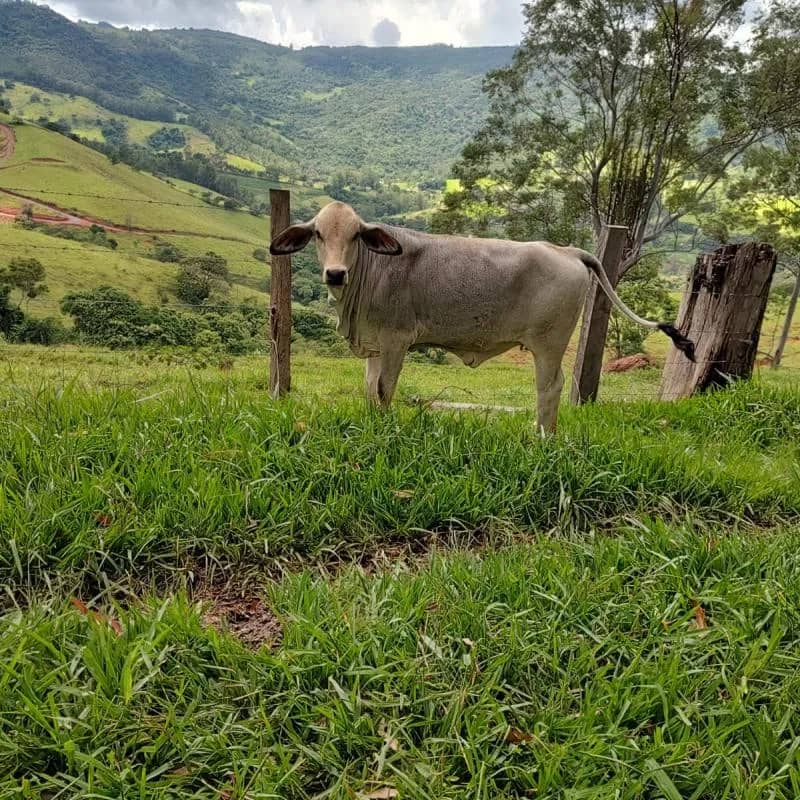 Imagem da campanha Rifa Beneficente - Novilha