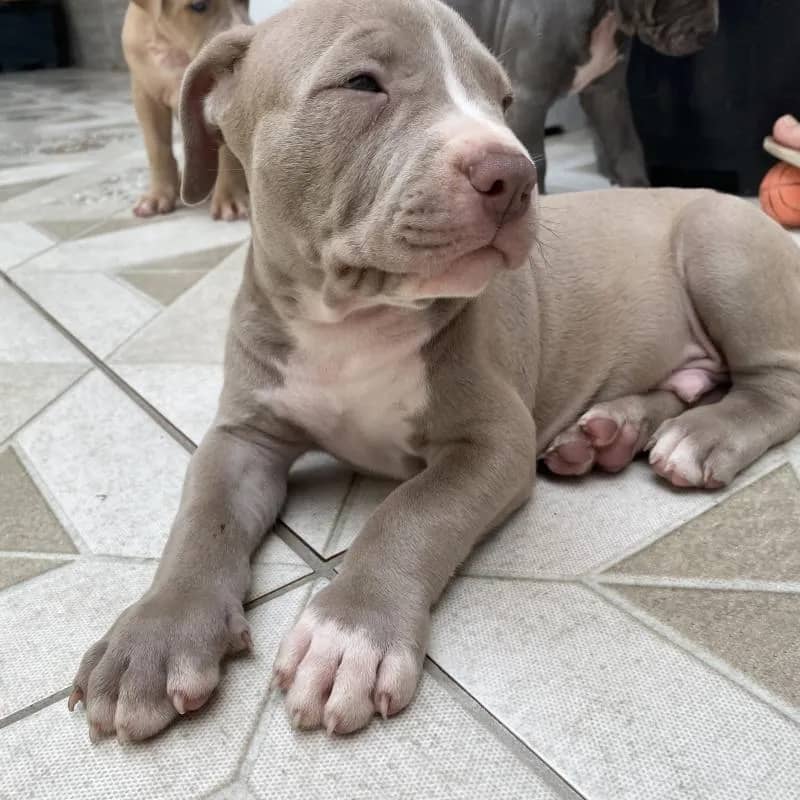 Imagem da campanha Filhote de Pitbull ou 800 reais no pix!!!