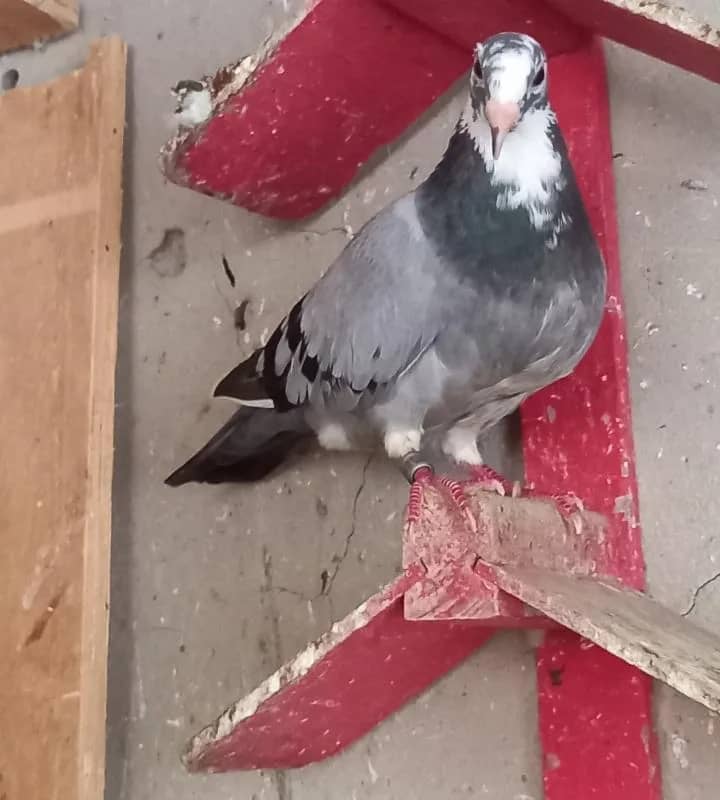 Imagem da campanha Sorteio 5 pombos de competição