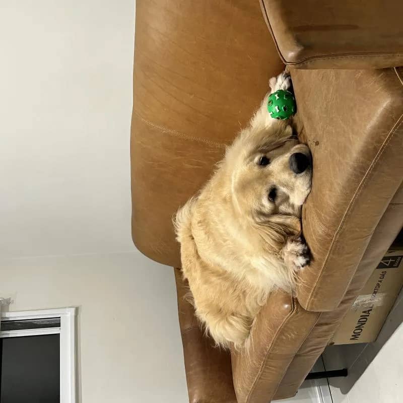 Imagem da campanha RIFA CASA NOVA