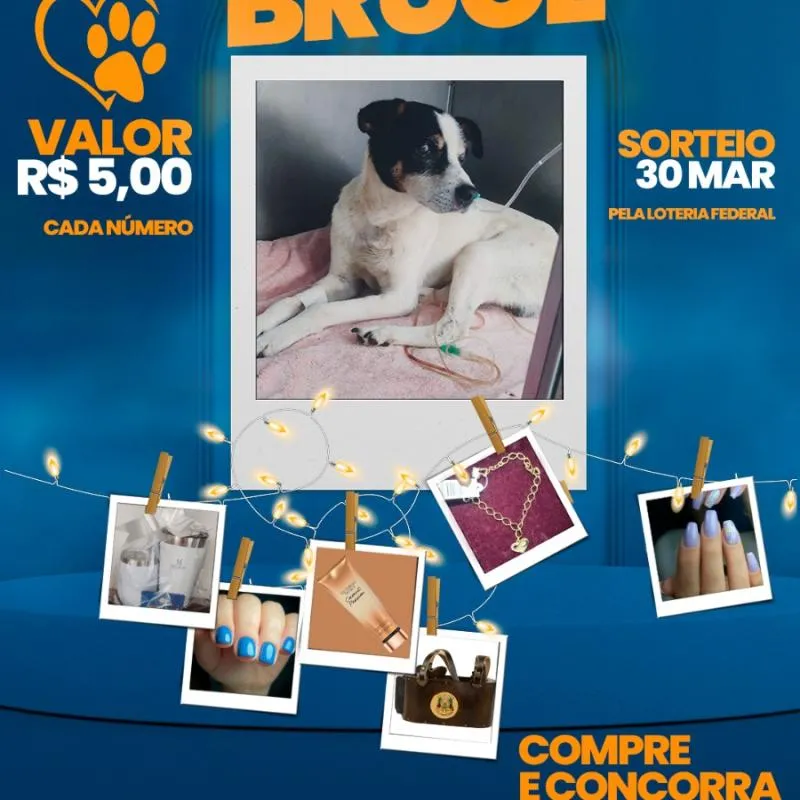 Imagem da campanha Ajude o BRUCE