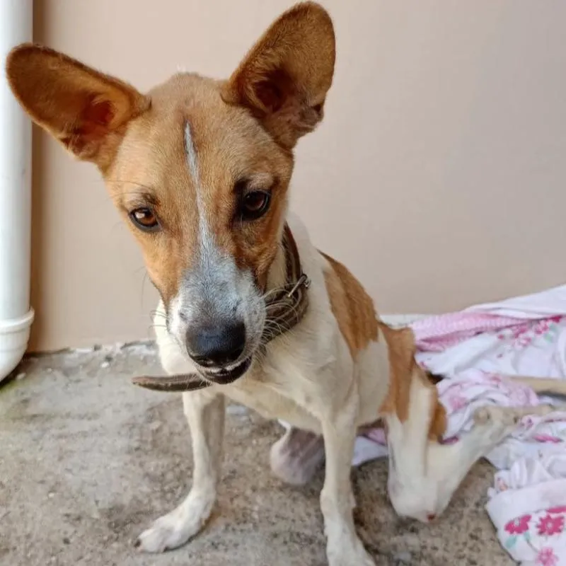 Imagem da campanha RIFA PARA AJUDA NOS PRIMEIROS SOCORRO DA CACHORRINHA DIANA – A “DIDI”