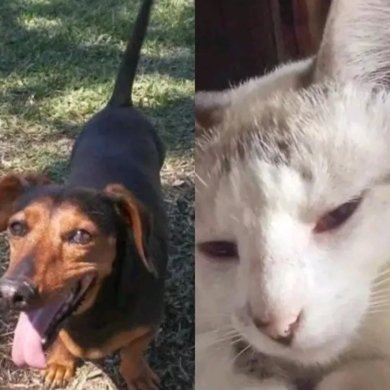 Imagem da campanha Castração e Cirurgia