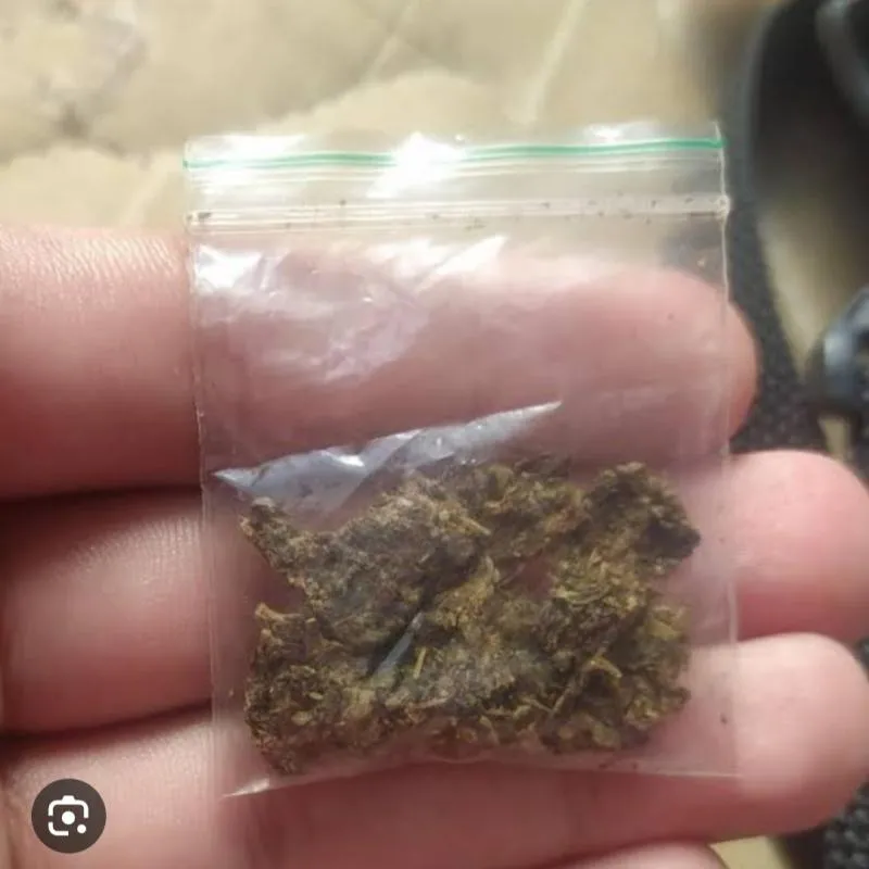 Imagem da campanha Minha maconha minha vida