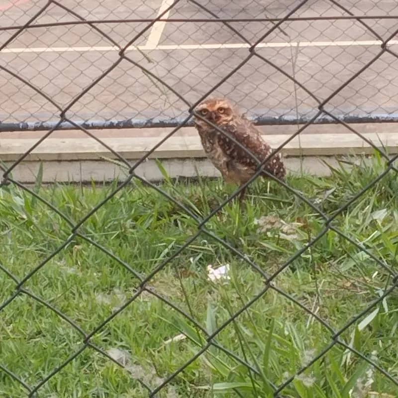 Imagem da campanha Rifa